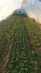 Serre épinards 2026 02